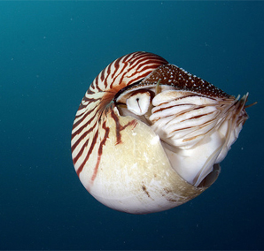 Nautilus by PacificKlaus, on Flickr