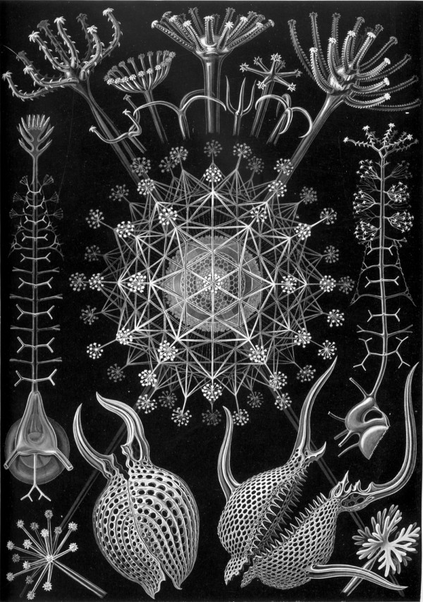 A l'Esperluette. - Page 17 Haeckel_Phaeodaria_61-600x853
