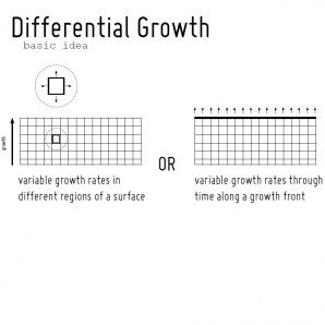 differential growth