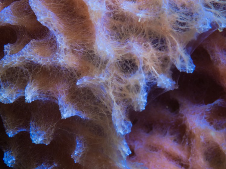 if you look closely this azure vase sponge you can see its spicule skeleton