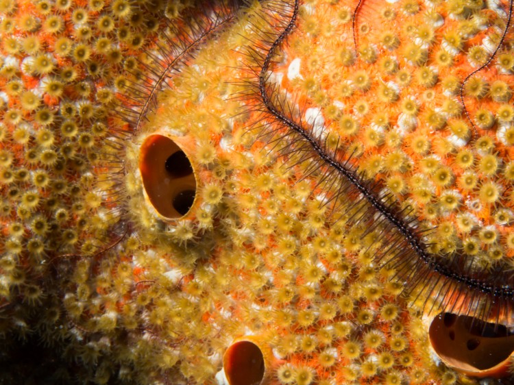 sponges are prevalent on Carribean reefs and live in symbiosis with many creatures. This sponge was covered in golden zoanthids and brittle sea stars
