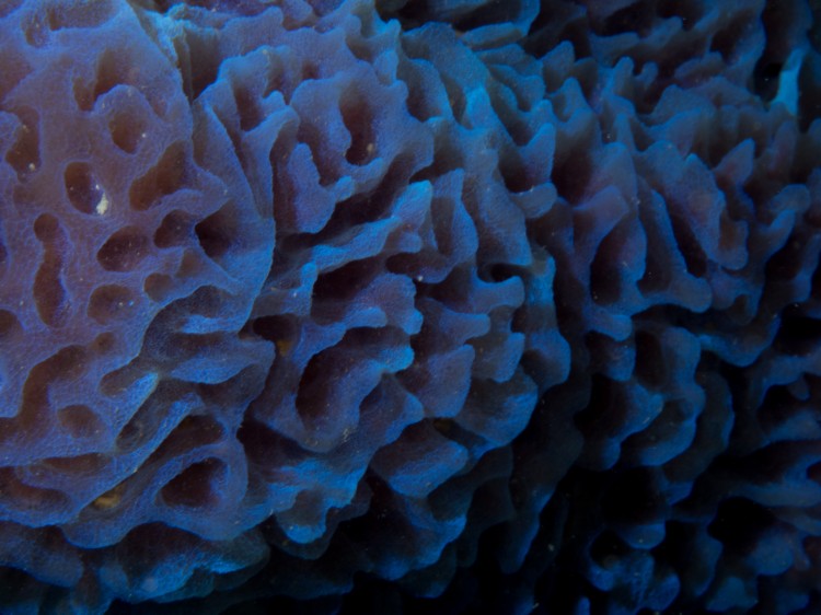 the azure vase sponge has a convoluted surface