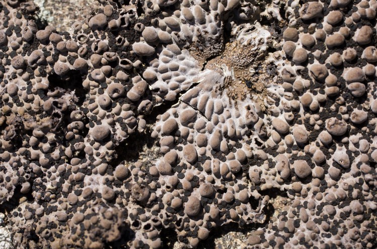 Umbilicaria lichen