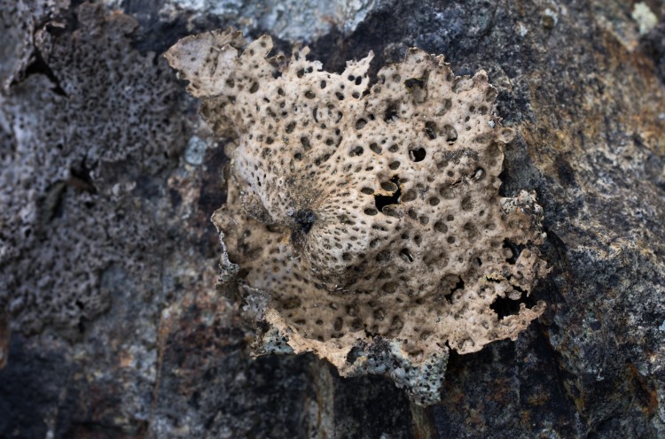 underside of Umbilicaria lichen