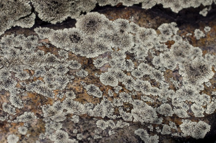 lichen landscape