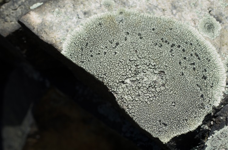 dimelaena oreina lichen in the Fells