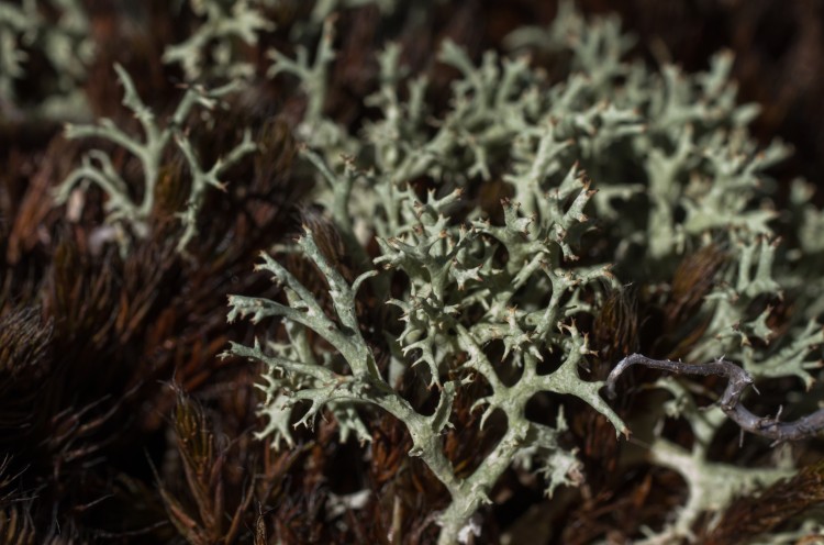 Thorn Cladonia - Cladonia Uncialis in the Fells