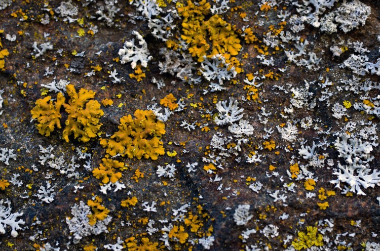 foliose lichens