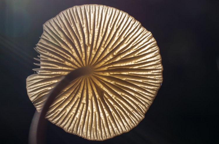 underside of a gilled mushroom (photographed near Mendenhall Glacier in Juneau, Alaska) 