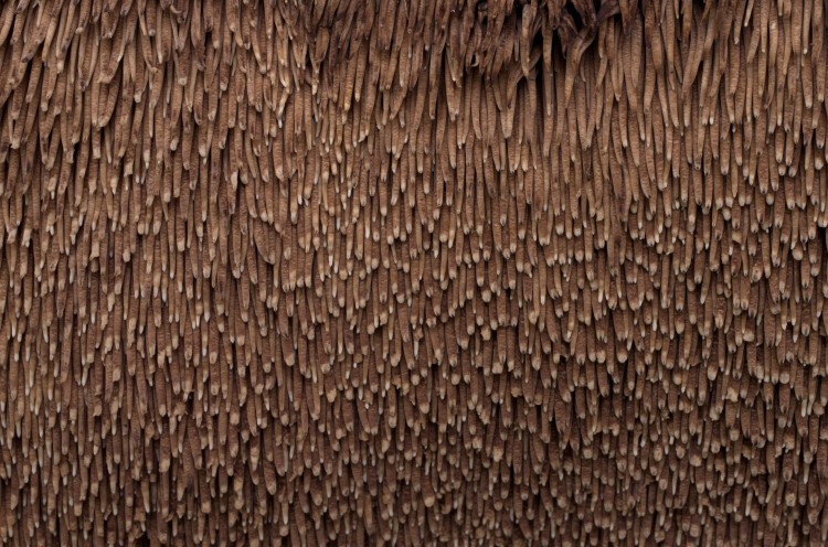 teeth of Sarcodon imbricatus, the hedgehog mushroom (photographed in Denali National Park, Alaska)  