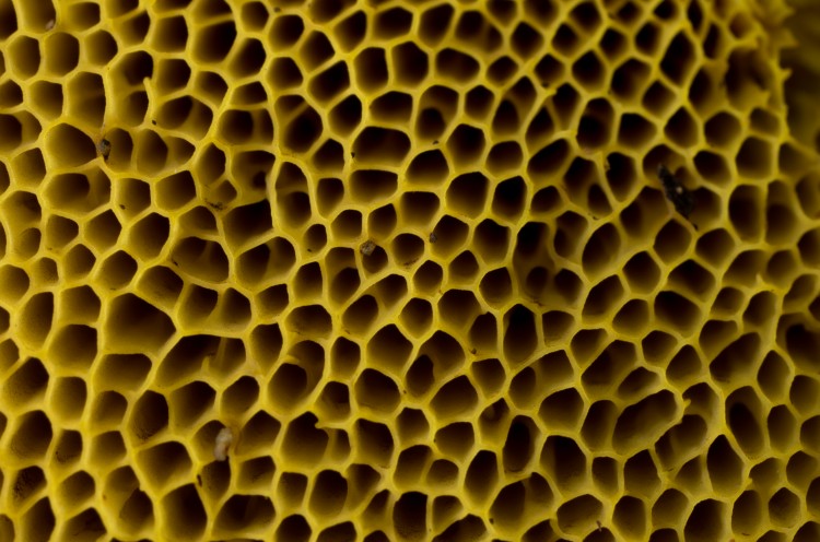 the pores of a bolete mushroom (photographed in Denali National Park, AK) 