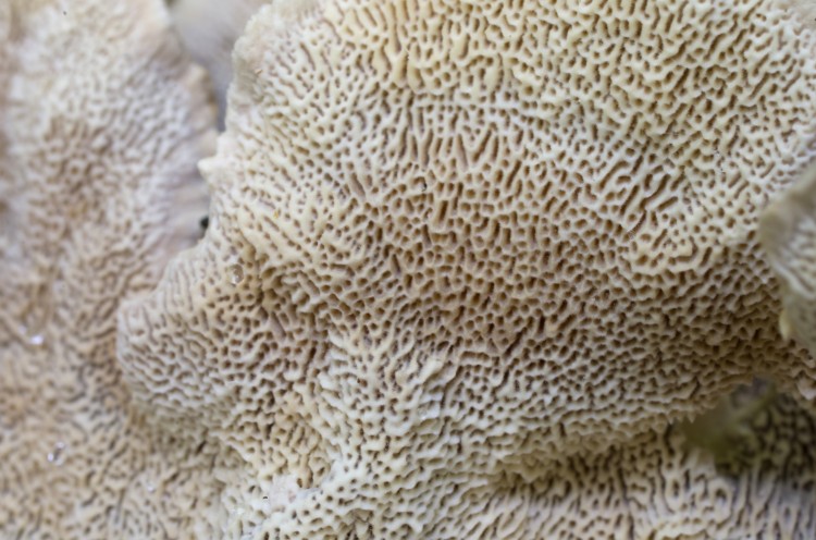 Cerrena unicolor, mossy maze polypore (photographed in the White Mountains, New Hampshire) 