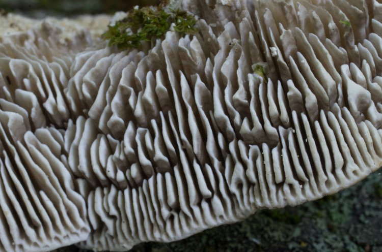 Lenzites betulina, the birch mazegill polypore (photographed in the White Mountains, New Hampshire) 