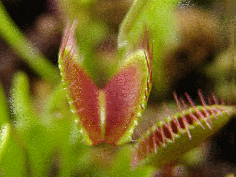 Dionaea muscipula closing trap animation