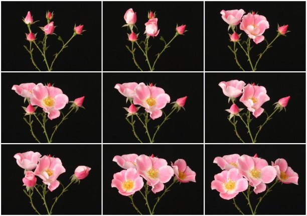 timelapse series of blooming flowers by Ted Kinsmen