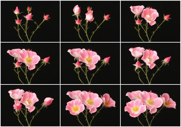 How to Make a Blooming Flower Time-Lapse: A Beginner's Guide