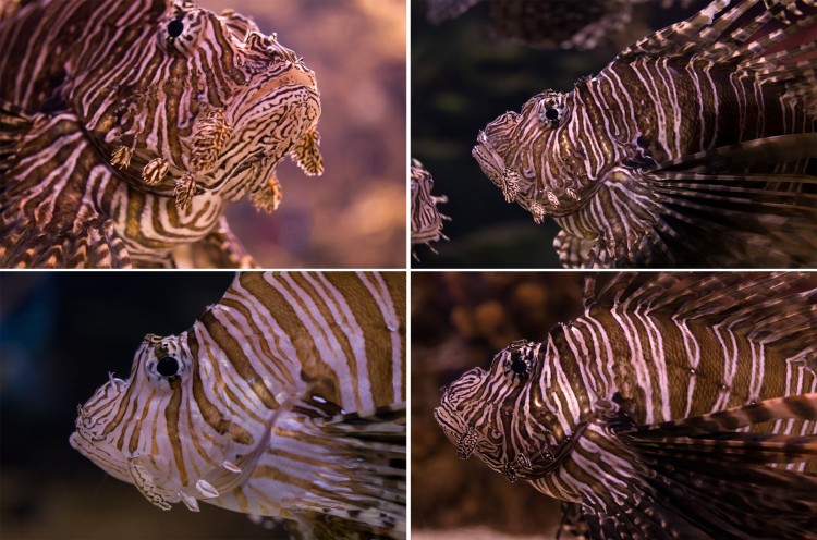 4 lionfish photographed at Ripley's Aquarium of Canada