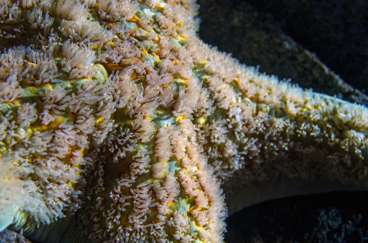 closeup of a leather star (Dermasterias imbricata)