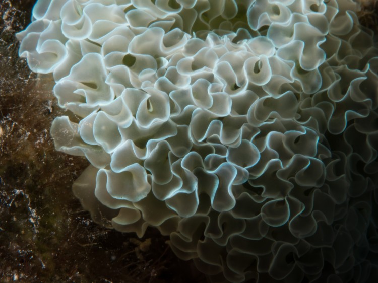 lettuce sea slugs use the increased surface area of their ruffles to store chloroplasts that they steal from algae in order to photosynthesize