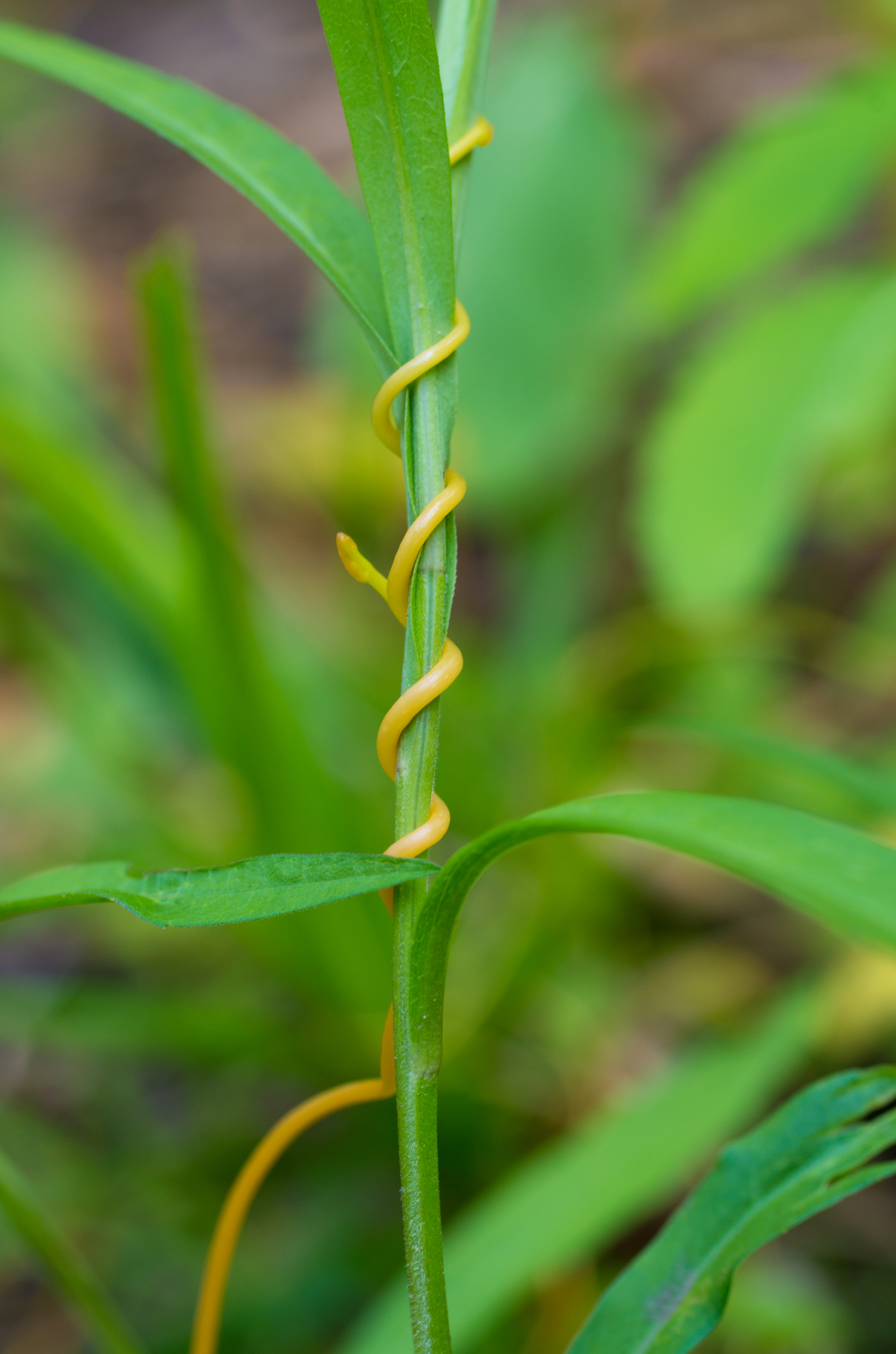 Floraform – an exploration of differential growth | Nervous System blog