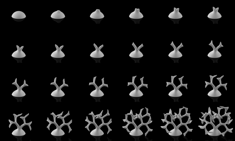 diagram of point-based growth. The center of the hemisphere is emitting growth signal and is the fastest area of expansion. Overtime it bifurcates.