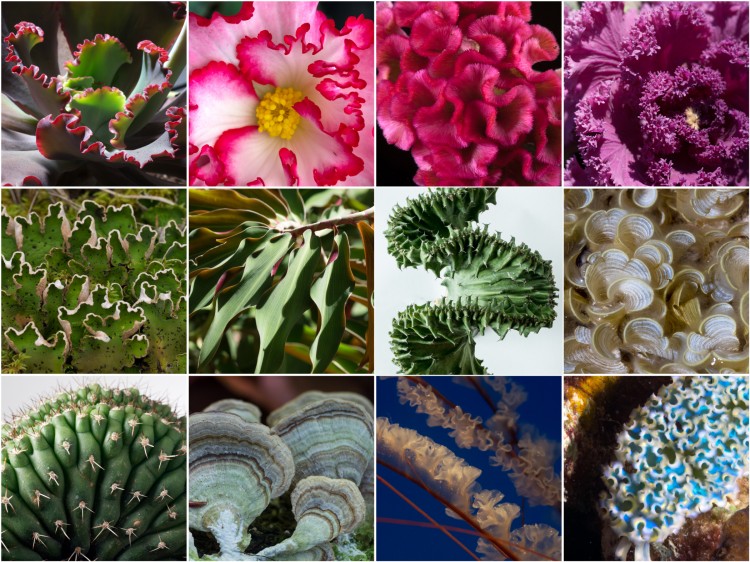 some of our photographs of ruffled organisms