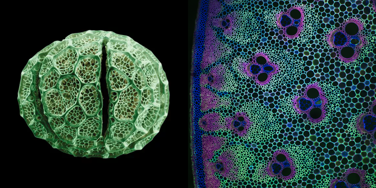 Left: Hermizygia Pollen by Rob Kesseler and Madeline Harley Right: Bambusa cross section by Jim Haselhoff, University of Cambridge (more images here)