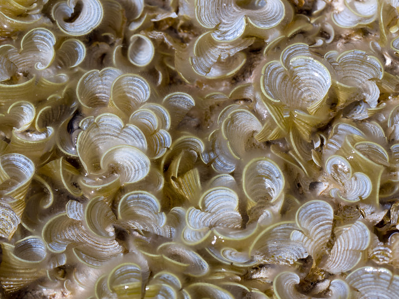 Image result for white scroll algae