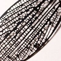 Xylem