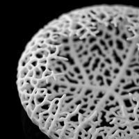 Hyphae