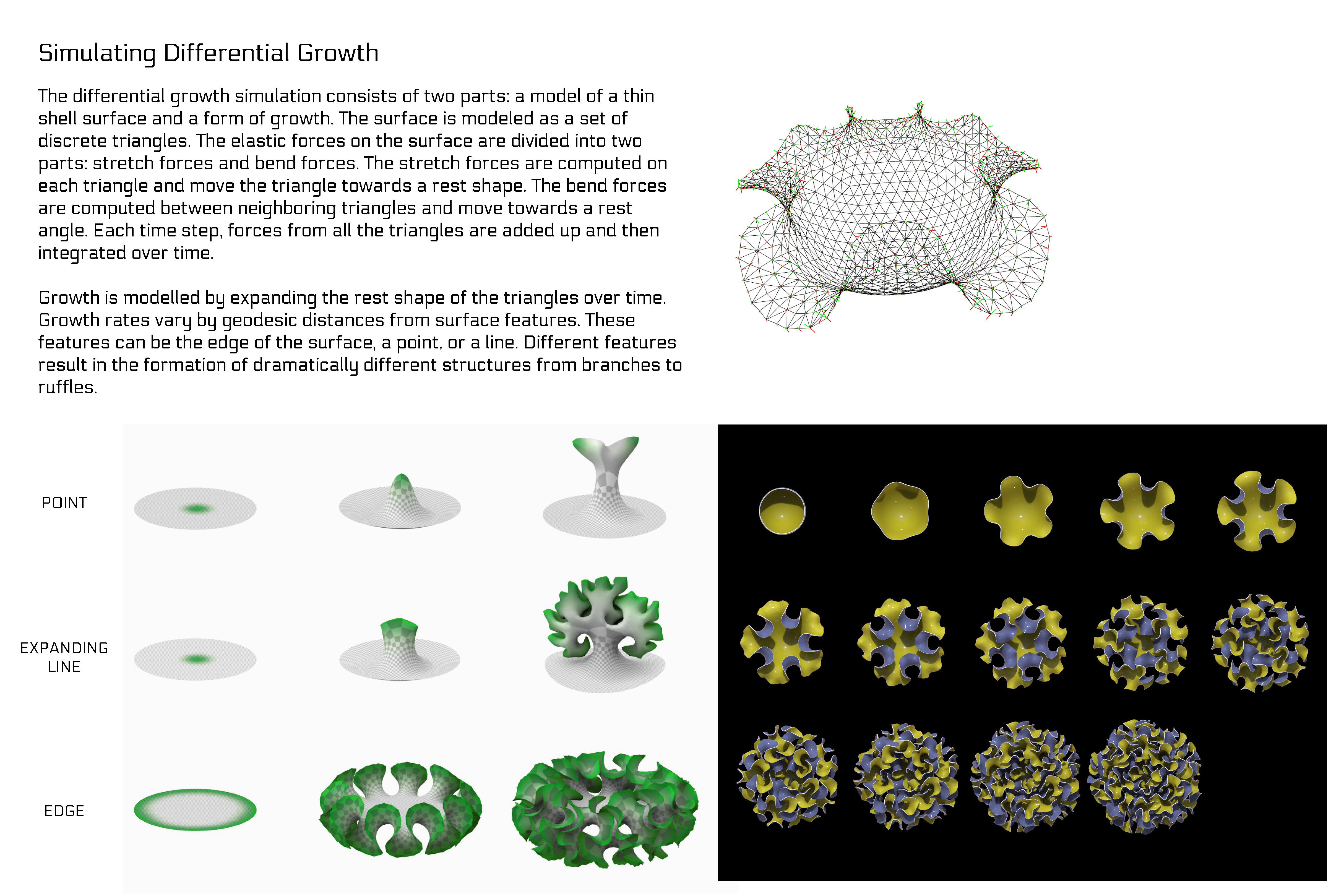 poster: differential growth 2 - Nervous System