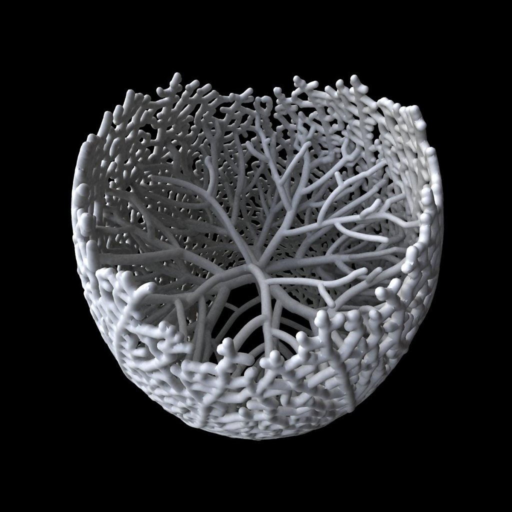 hyphae: combination of surface and 3D growth