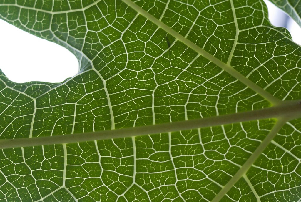 05-papaya-leaf.jpg