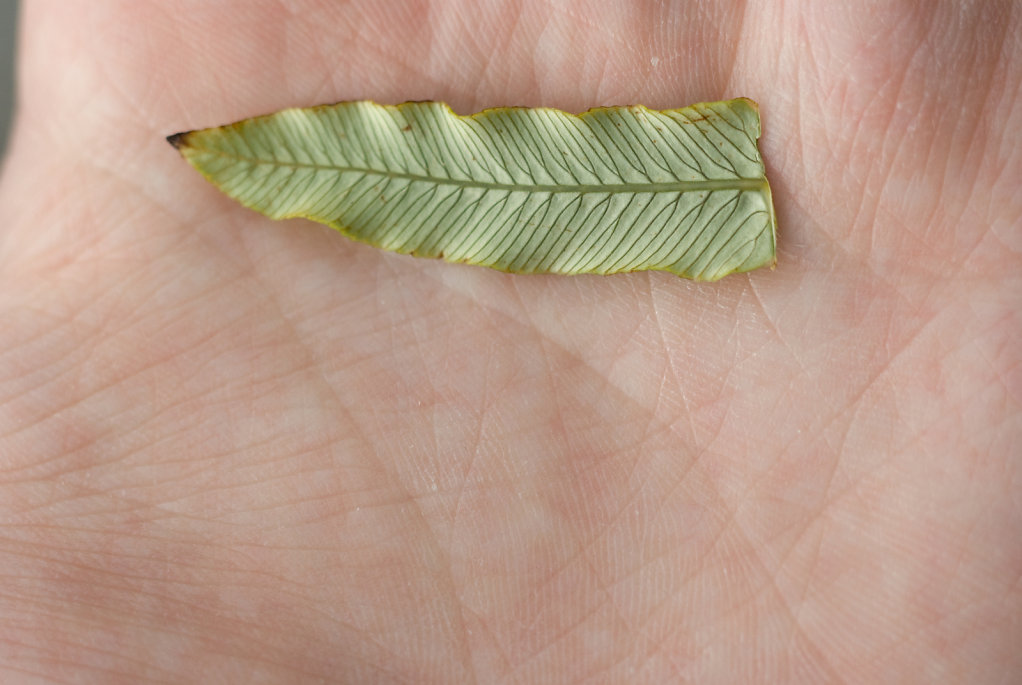 06-leaf-in-hand.jpg