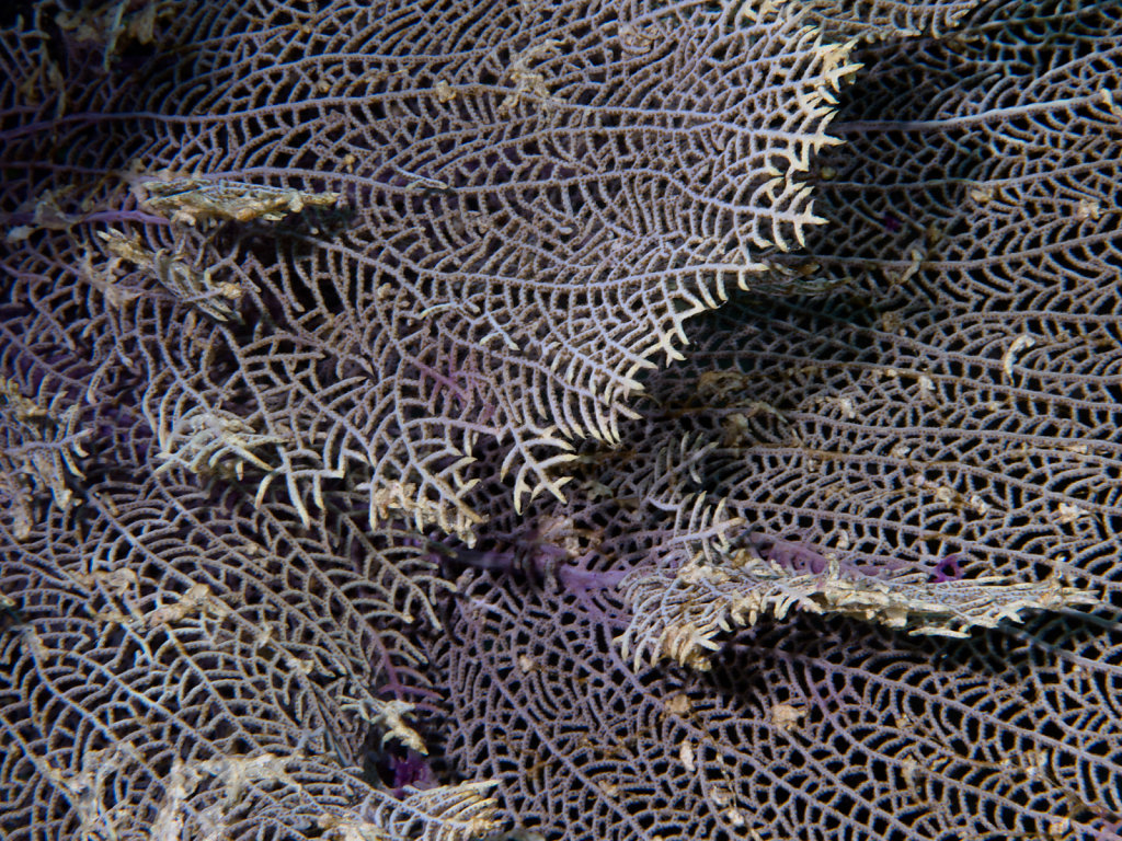 gorgonian coral (alive)