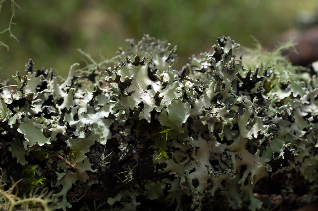 Powdered Ruffle Lichen